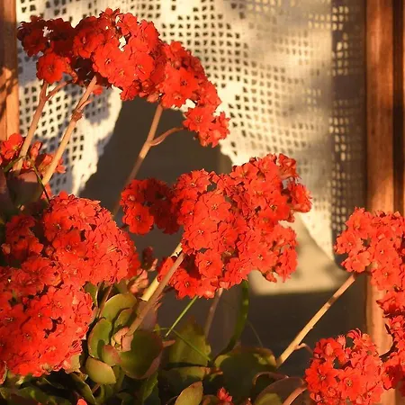 Anemos And Almyra 公寓 金尼昂